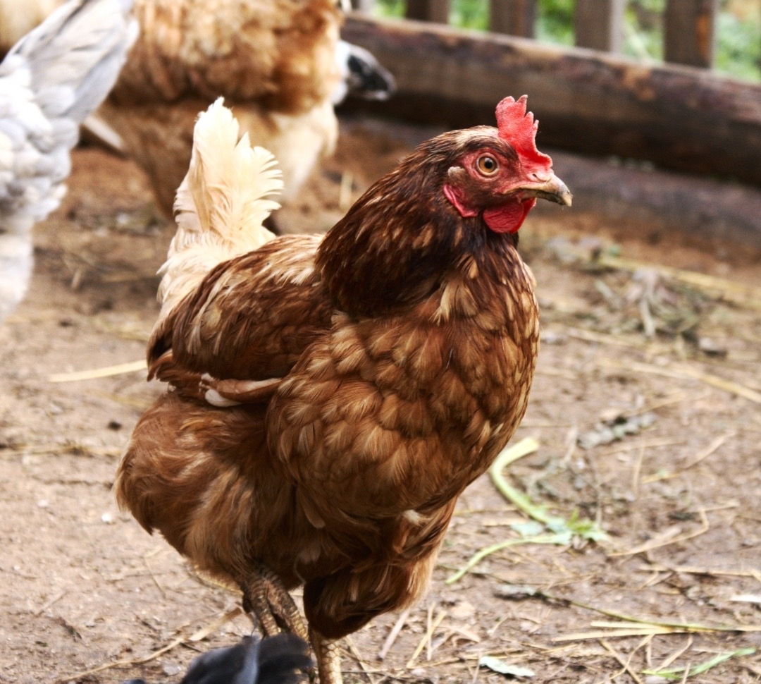 Free-range hen on the farm