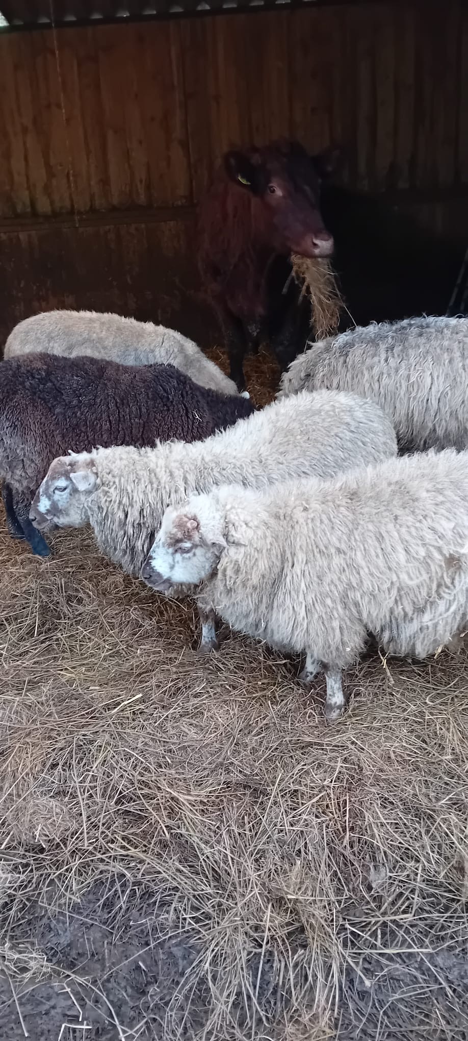 Sheep and cattle in the barn